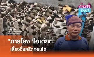 ภารโรงเลี้ยงจิ้งหรีดคอนโด รายได้งาม | เรื่องดีดีทั่วไทย