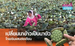 เปลี่ยนนาข้าวปลูกบัวขายรายได้หลักแสน | เรื่องดีดีทั่วไทย