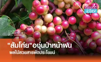 ส้มโก่ยองุ่นป่าหน้าฝน สารพัดประโยชน์ | เรื่องดีดีทั่วไทย