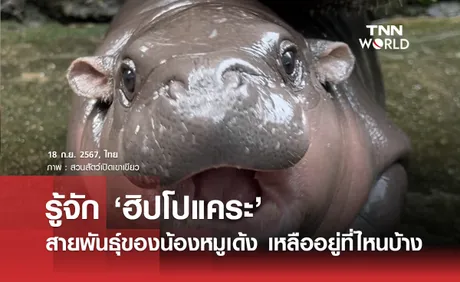 รู้จัก ‘ฮิปโปแคระ’ สายพันธุ์ของน้องหมูเด้ง เหลืออยู่ที่ไหนบ้าง