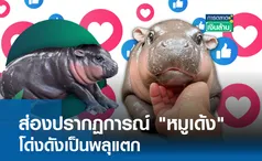 ส่องปรากฏการณ์ หมูเด้ง โด่งดังเป็นพลุแตก l การตลาดเงินล้าน