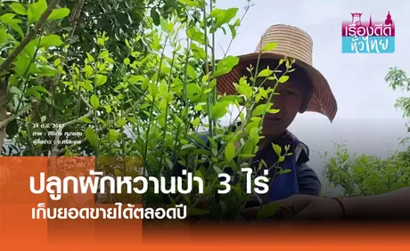 ปลูกผักหวานป่า 3 ไร่ เก็บขายได้ตลอดปี | เรื่องดีดีทั่วไทย 