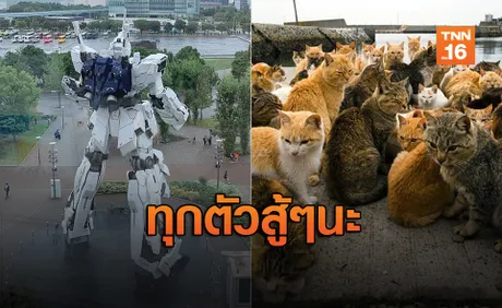 ชาวเน็ตส่งกำลังใจ “เกาะแมว”ปลอดภัย - กั้นดั้ม อยู่ยืนยงต้านฮากิบิส