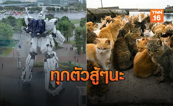 ชาวเน็ตส่งกำลังใจ “เกาะแมว”ปลอดภัย - กั้นดั้ม อยู่ยืนยงต้านฮากิบิส