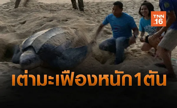 นานรอบ 6 ปี! เต่ามะเฟืองยักษ์วางไข่หาดท้ายเหมือง (คลิป)