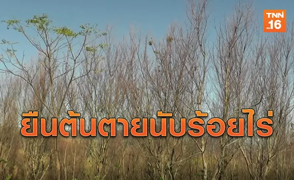 เกิดอะไรขึ้น! 'ซากุระเมืองไทย' ยืนต้นตายนับร้อยไร่