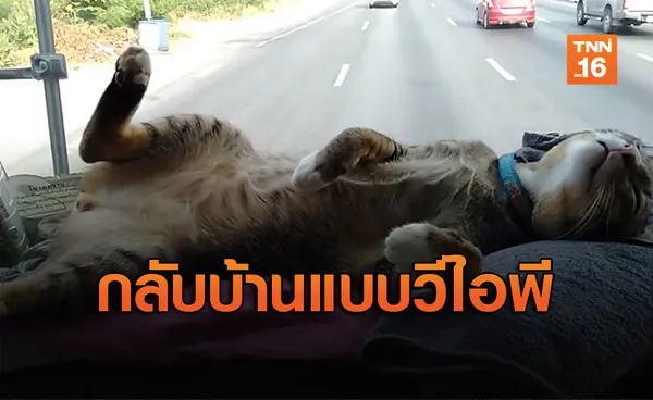 สบายไปไหม? “เหมียว”นั่งรถกลับบ้านแบบวีไอพีเหมือนบินเฟิร์สคลาส