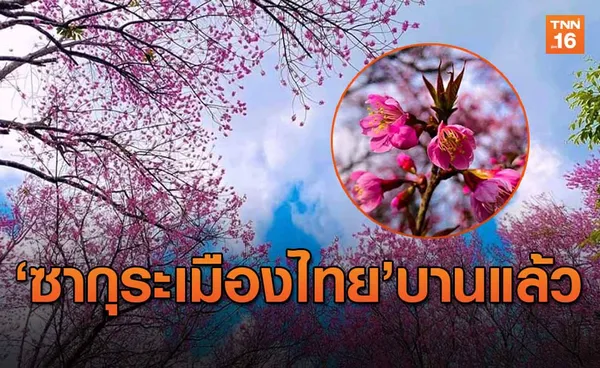 ซากุระเมืองไทยบานแล้ว!! ดอกนางพญาเสือโคร่งดอยขุนสถานบานเร็วกว่าปกติ