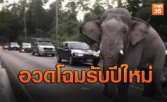 'เจ้าด้วน' เดินอวดโฉมรับปีใหม่ ทำรถติดเป็นทางยาว