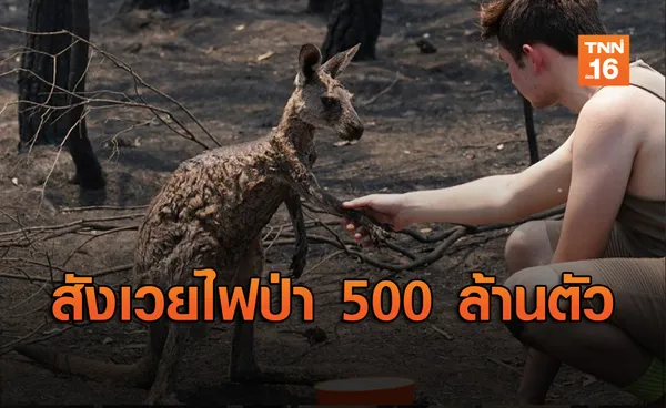 สัตว์ป่า 500 ล้านตัวตายจากไฟป่าออสเตรเลีย ระบบนิเวศพังพินาศ