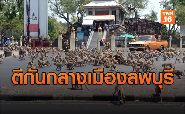 ชาวบ้านตกกะใจ! ลิงยกพวกตะลุมบอนกลางลพบุรี