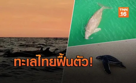 ทะเลไทยฟื้นตัว-สัตว์ทะเลหายากกลับคืน หลังวิกฤติโควิด-19