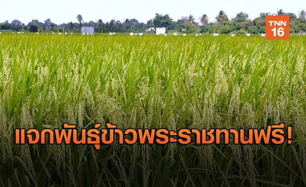 กรมการข้าว แจก 5 พันธุ์ข้าวพระราชทานเพื่อเกษตรกรฟรี!