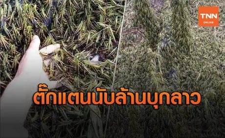 ไทยพร้อมรึยัง? ฝูงตั๊กแตนนับล้านบุกลาวกัดกินพืชผล