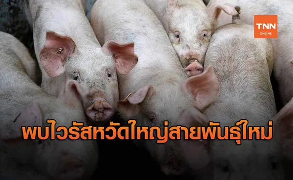 นักวิทย์ พบไวรัสไข้หวัดใหญ่สายพันธุ์ใหม่ในจีน หวั่นระบาดใหญ่ทั่วโลก