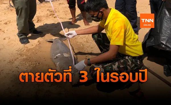 (คลิป) สลด!! พบซากลูกพะยูนตาย เกยตื้น ตัวที่ 3 ในรอบปี