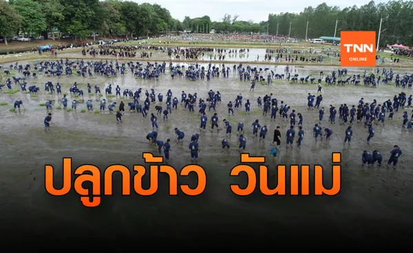 ม.เกษตรศาสตร์กำแพงแสน จัดกิจกรรมปลูกข้าว วันแม่แห่งชาติ