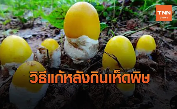 เห็ดพิษระบาดหน้าฝน เผลอกินเข้าไปแล้วต้องทำอย่างไร!