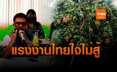 จันทบุรีโมเดล! ถกหาแรงงานเก็บลำไย-ก่อนเสียหาย 5 หมื่นล้าน