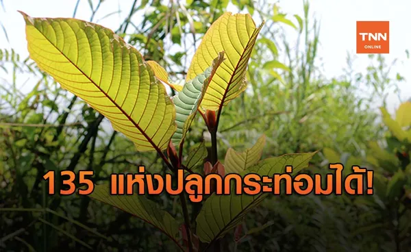 ปลดล็อคพื้นที่ 135 แห่ง ปลูก กระท่อม ได้ ไม่ต้องรอกฎหมายหลัก