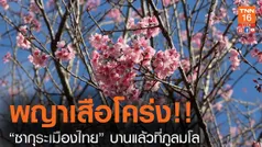 “ซากุระเมืองไทย บานแล้วที่ภูลมโล (คลิป)