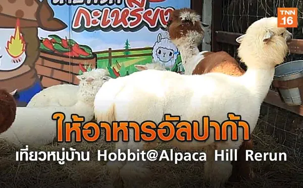 ให้อาหารอัลปาก้า เที่ยวหมู่บ้าน Hobbit@Alpaca Hill (คลิป)