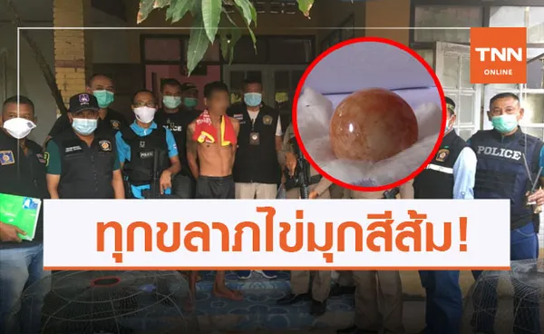 ไข่มุกสีส้มพาซวย! เจ้าของไข่มุกเมโล โดนตร.รวบคาบ้านพร้อมยาเสพติด