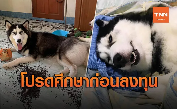 รีวิวสุดฮา! การเลี้ยงหมาไซบีเรียน ชีวิตเปลี่ยนเพราะความป่วน