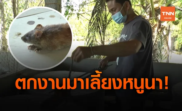 ตกงานไม่ท้อ! หันเลี้ยงหนูนา ส่งขาย สร้างรายได้งาม