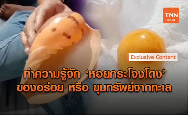 หอยกระโจงโดง คืออะไร 'ของอร่อย' หรือ สมบัติล้ำค่าหลังพบ 'ไข่มุกเมโล'