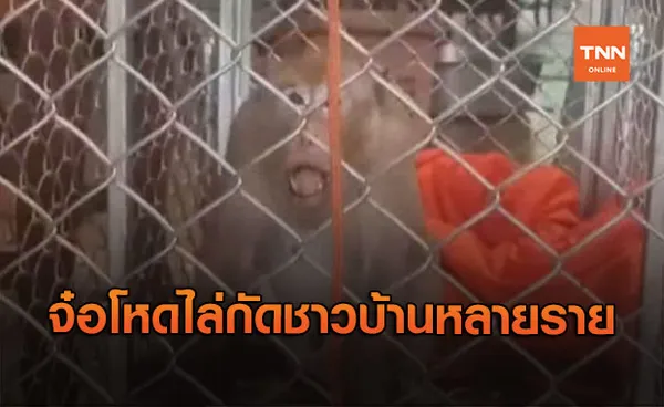 บุกจับ ลิงแสม จอมโหด ไล่กัดพระ-ชาวบ้านเจ็บหลายราย