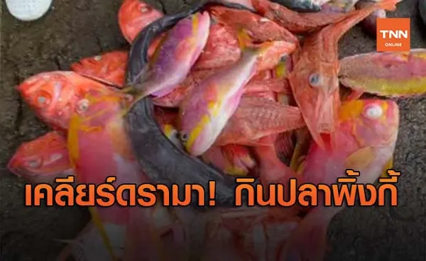 เคลียร์ดรามา! กิน 'ปลาพิ้งกี้' ไม่ผิดกฎหมาย แต่ในไทยไม่นิยมบริโภค 