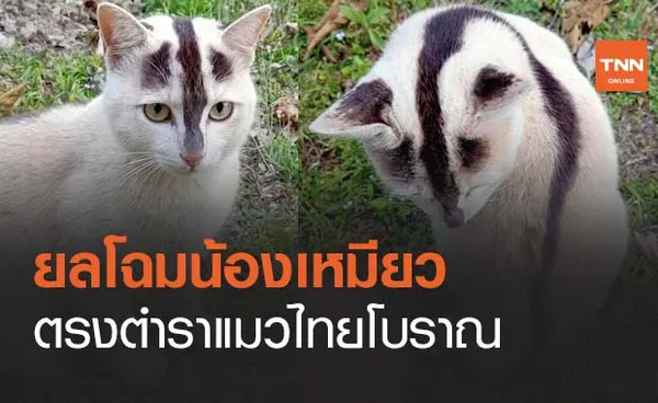 ยลโฉม น้องเหมียว ลักษณะตรงตำราแมวไทยโบราณ