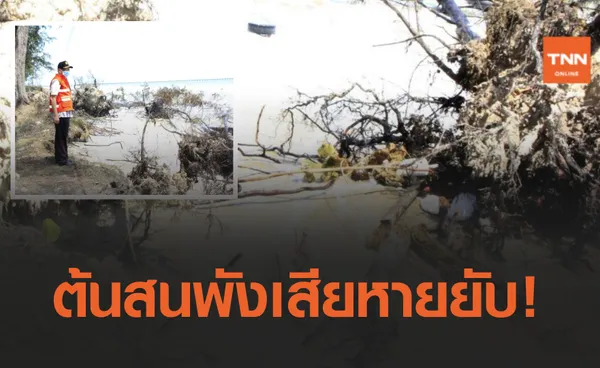 เสียหายยับ! น้ำทะเลกัดเซาะต้นสนชายทะเลสงขลา