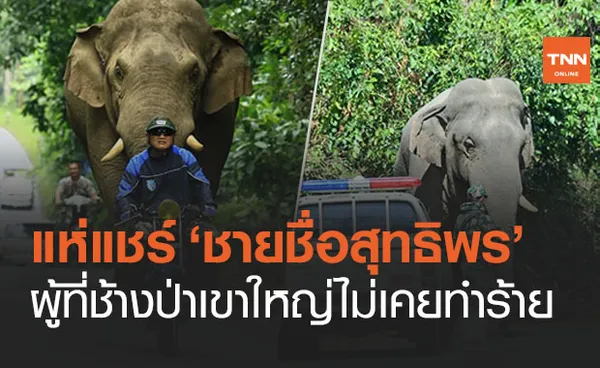 ชาวเน็ตแห่แชร์ ‘ชายชื่อสุทธิพร’ ผู้ที่ช้างป่าไม่เคยทำร้าย 