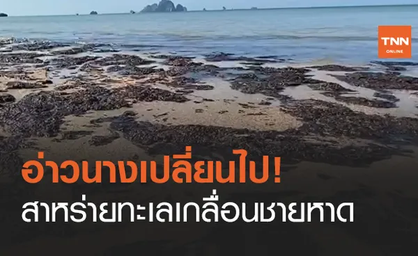 มากสุดในรอบหลายสิบปี! สาหร่ายทะเล ถูกคลื่นซัดเต็มหาดอ่าวนาง