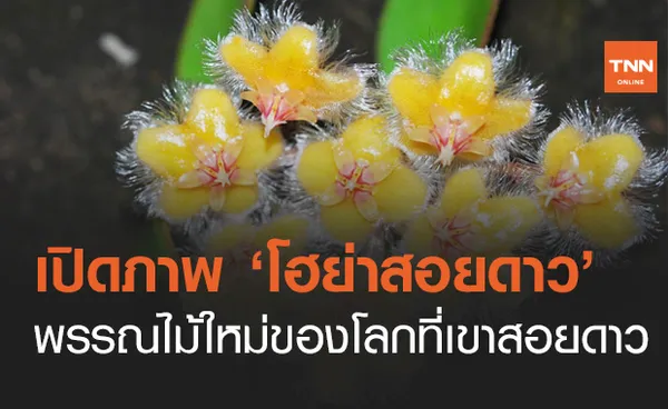 เปิดภาพพรรณไม้ใหม่ โฮย่าสอยดาว พบที่เขาสอยดาวแห่งเดียวในโลก