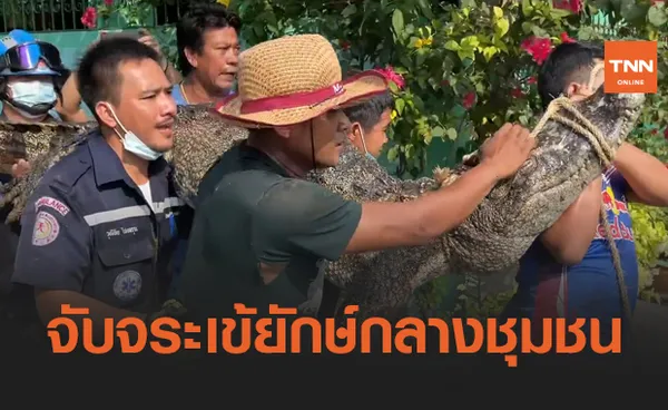 นาทีระทึก! บุกจับ จระเข้ ยาวเกือบ 3 เมตร กลางชุมชน