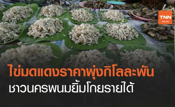  คาเวียร์แห่งอีสาน! ไข่มดแดงนครพนมพุ่งกิโลละ 1 พันบาท