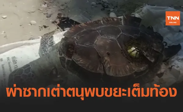 หดหู่! ผ่าซาก เต่าตนุ เกยหาดหัวไทร พบก้อนน้ำมัน-ขยะเต็มท้อง