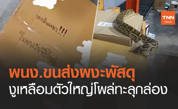 ผงะ! กล่องพัสดุจ่าหน้าส่ง ‘โมเดลวันพีซ’ แต่ข้างในเป็นงูเหลือมตัวเบิ้ม