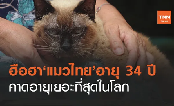 ฮือฮา! ‘ยายทวดแมว’ วัย 34 ขวบเทียบเท่าคนอายุ 160 ปี  คาด 'อายุเยอะที่สุดในโลก'