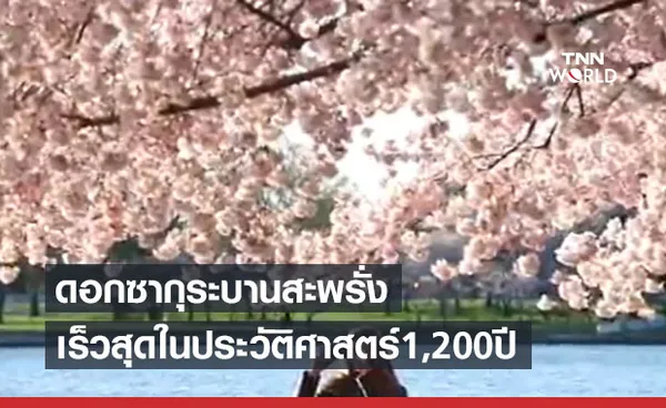 ญี่ปุ่นดอกซากุระบานสะพรั่ง เร็วที่สุดในประวัติศาสตร์รอบ 1,200 ปี