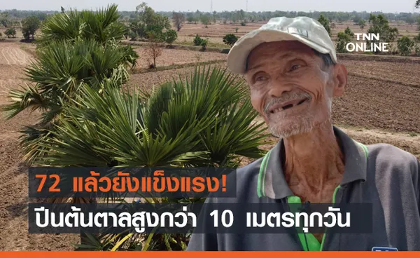 คุณตาสู้ชีวิต! ปีนต้นตาลสูงกว่า 10 เมตรทุกวัน