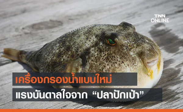 แรงบันดาลใจจาก ‘ปลาปักเป้า’ สู่เครื่องกรองน้ำโซลาร์เซลล์ ราคาประหยัด!