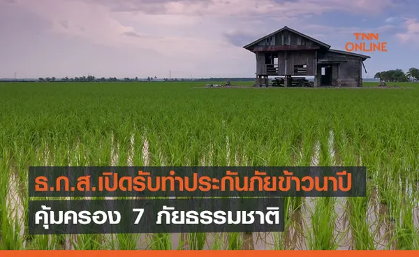 ธ.ก.ส. เปิดรับประกันภัยข้าวนาปี คุ้มครอง 7 ภัยธรรมชาติ