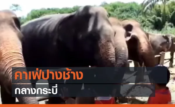 คาเฟ่ปางช้างกลางกระบี่ (คลิป) 