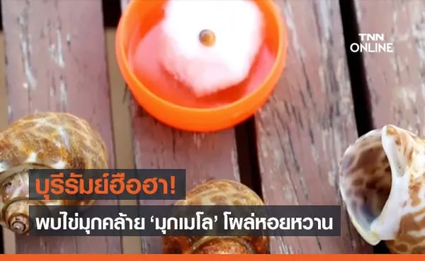 บุรีรัมย์ฮือฮา ‘ไข่มุกเมโล’ โผล่หอยหวาน วอนผู้เชี่ยวชาญตรวจสอบ