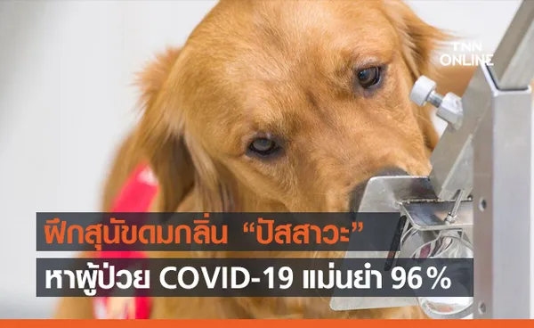 ฝึกสุนัขดมกลิ่นปัสสาวะ ค้นหาผู้ป่วย COVID-19 ได้แม่นยำถึง 96%