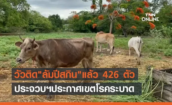 ประจวบฯ ประกาศเขตโรคระบาด ลัมปีสกิน หลังพบวัวป่วยแล้ว 426 ตัว